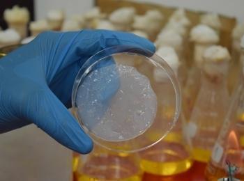 Komagataeibacter medellinensis