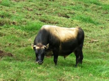 Toro en campo abierto