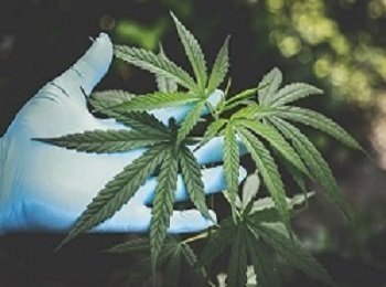 Planta de cannabis en mano