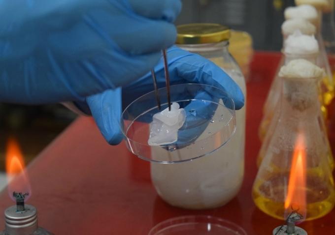 se forma en la superficie una nata de textura gelatinosa o celulosa bacteriana 