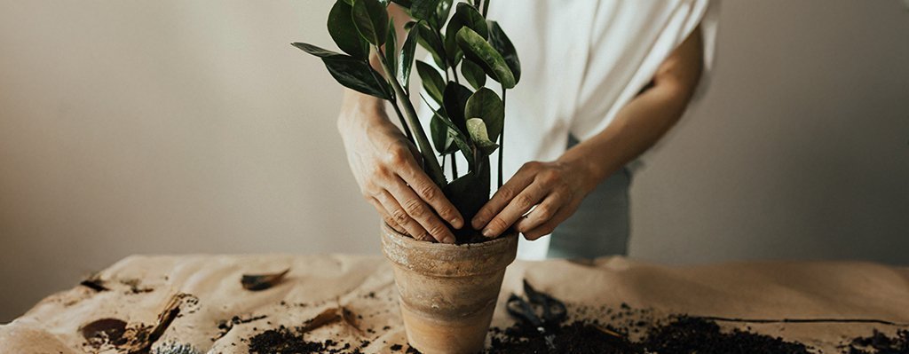 Básico de Jardinería