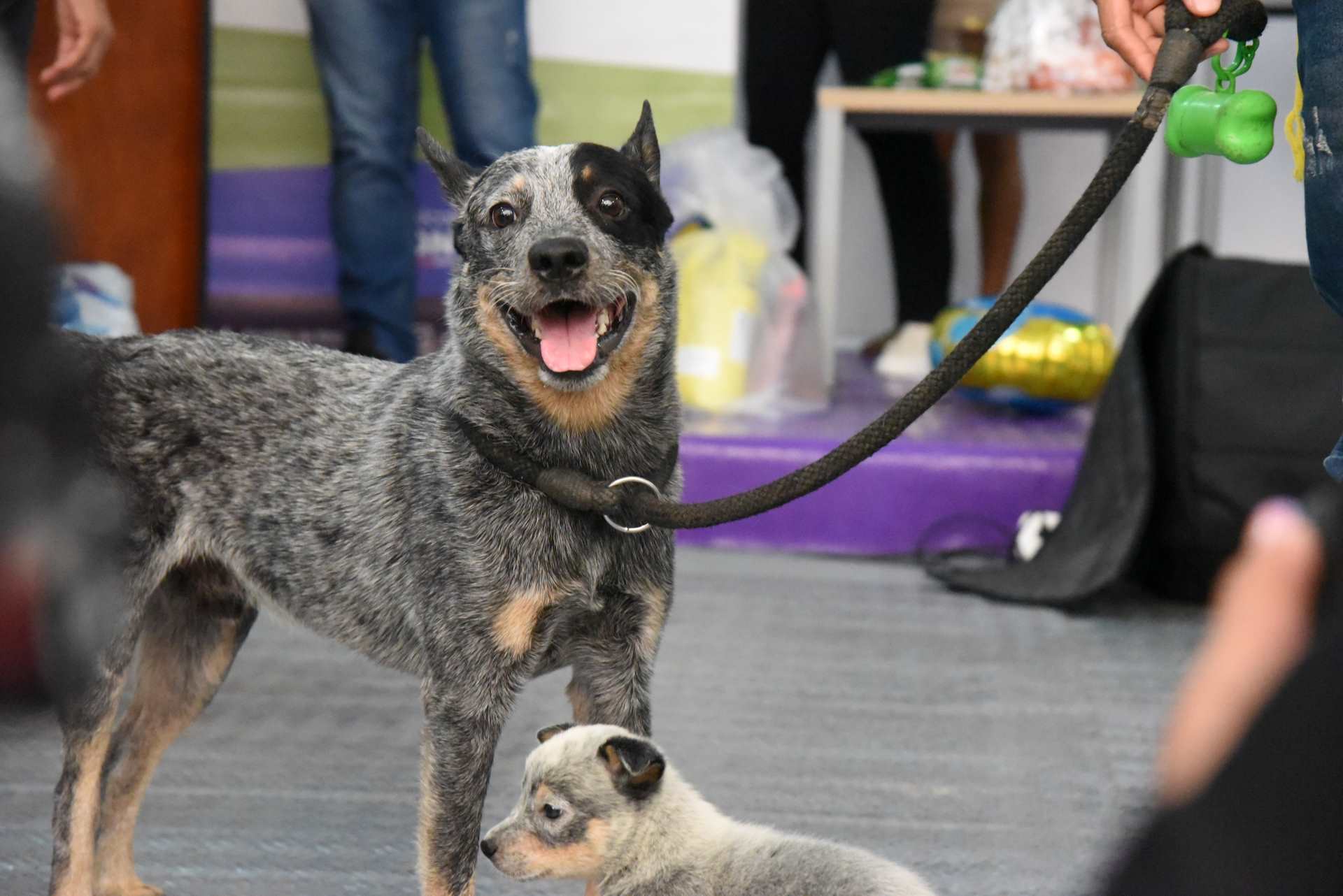 Show canino en la carpa académica Alianzas que Construyen