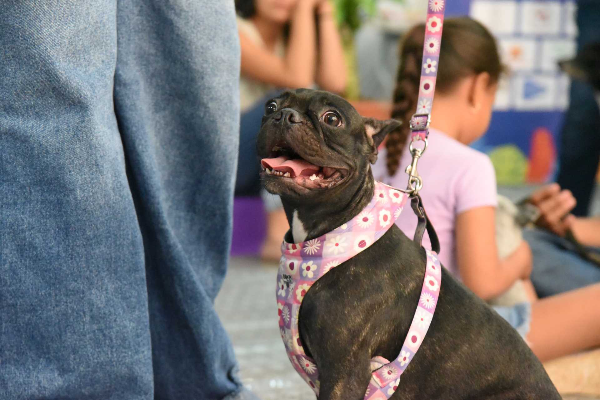 Show canino en la carpa académica Alianzas que Construyen