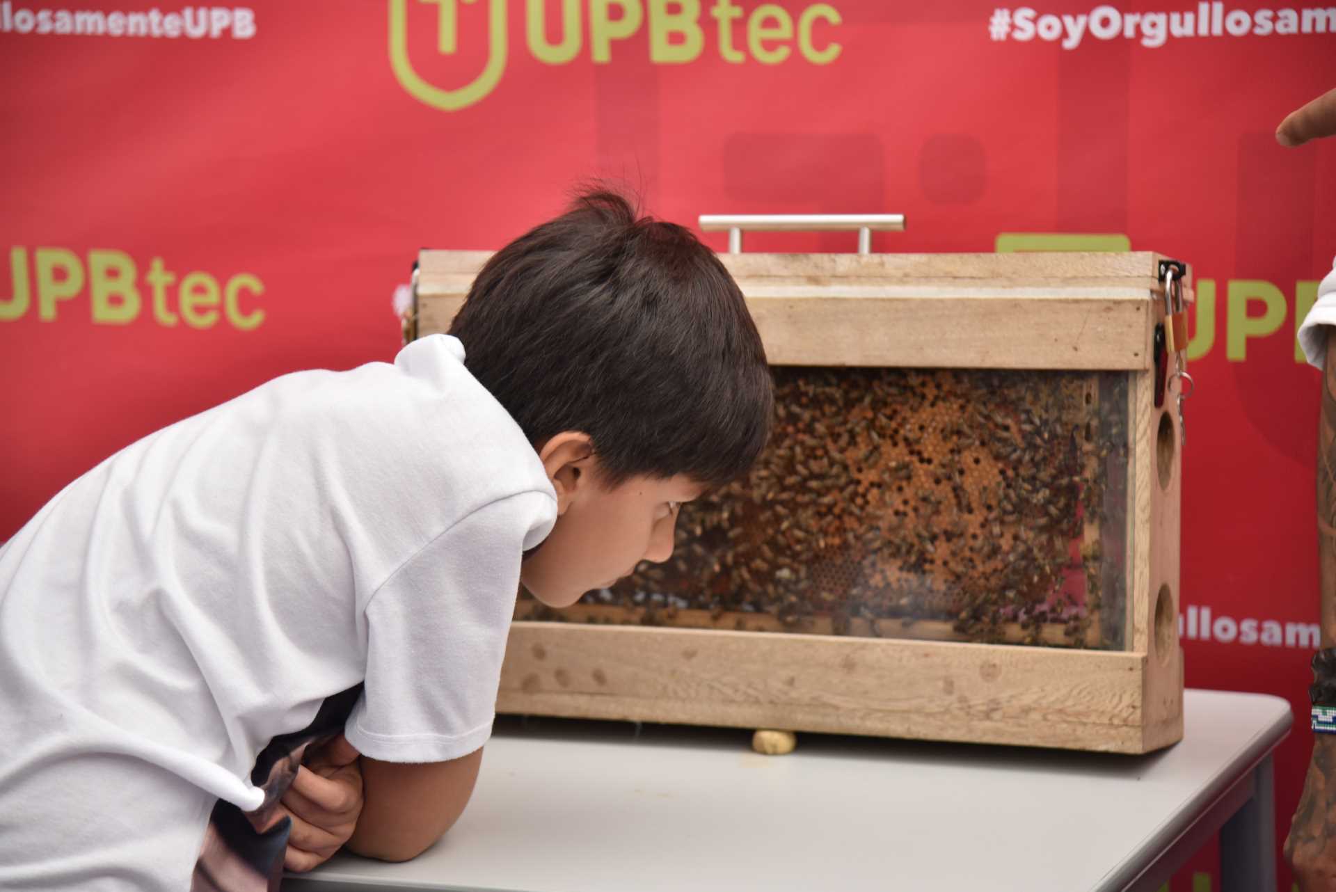 Niño observando la colmena didáctica en la carpa Alianzas que Construyen