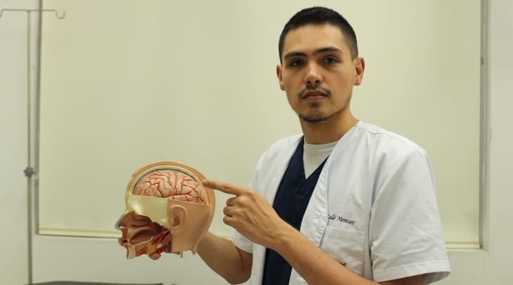 Estudiando las partes del cerebro 