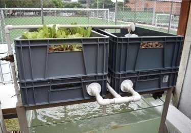 Portada Acuaponiapeces