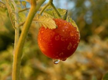 Señora observando un tomate